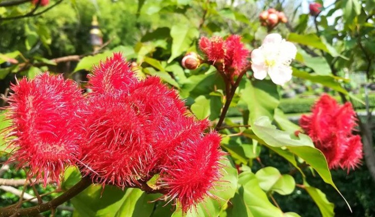 คำแสด สรรพคุณและประโยชน์