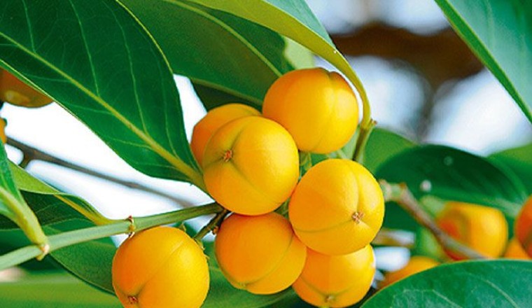 ขันทองพยาบาท สรรพคุณและประโยชน์