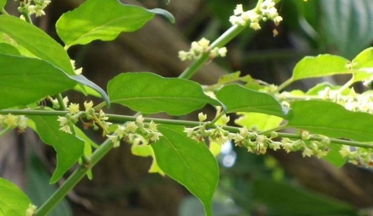 คันทรง สรรพคุณและประโยชน์