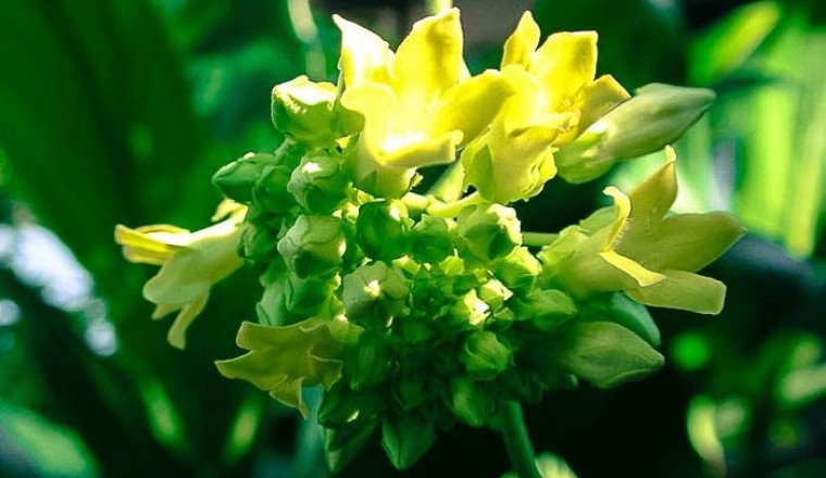 ขจร สรรพคุณและประโยชน์