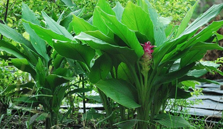 ขมิ้นอ้อย สรรพคุณและประโยชน์