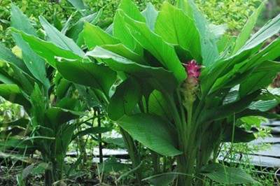 ขมิ้นอ้อย สรรพคุณและประโยชน์