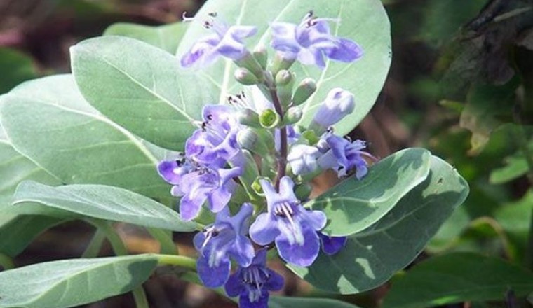 คนทีสอทะเล สรรพคุณและประโยชน์