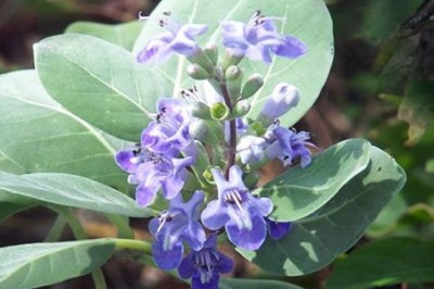 คนทีสอทะเล สรรพคุณและประโยชน์