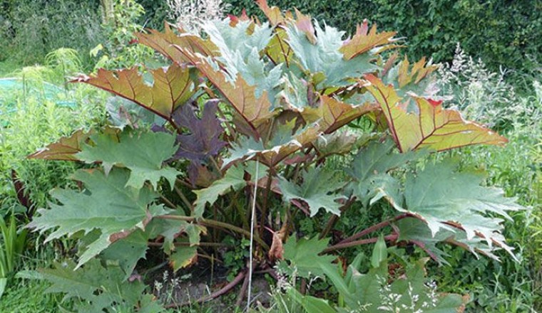 โกฐน้ำเต้า สรรพคุณและประโยชน์