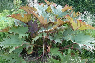 โกฐน้ำเต้า สรรพคุณและประโยชน์