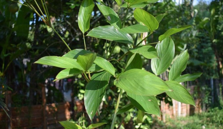 ต้นคล้า สรรพคุณและประโยชน์