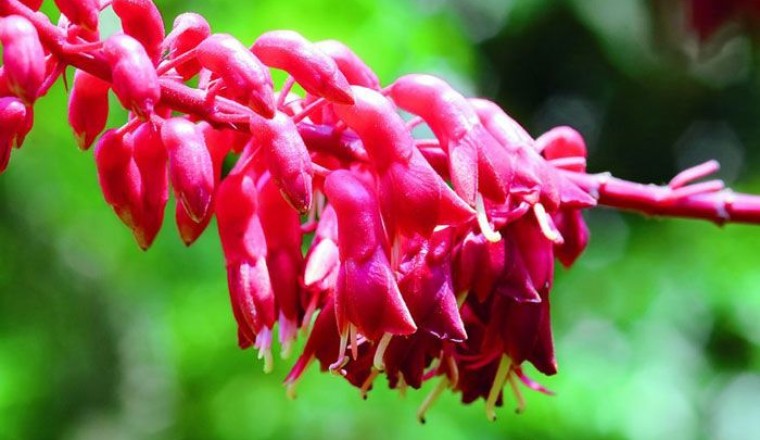 ย่านางแดง สรรพคุณและประโยชน์