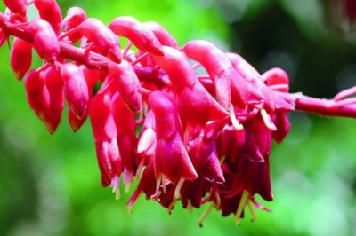 ย่านางแดง สรรพคุณและประโยชน์