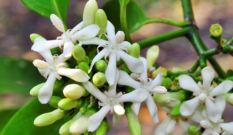 คัดเค้า สรรพคุณและประโยชน์