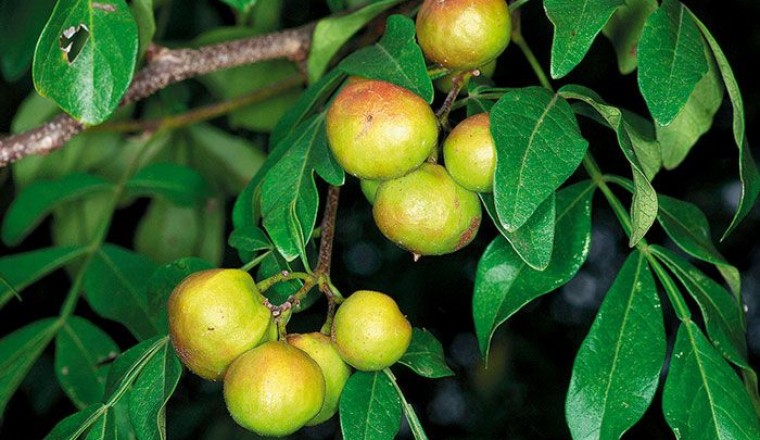 คนทา สรรพคุณและประโยชน์