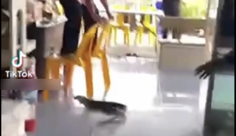 กู้ภัยร้องเสียงหลง ขอความช่วยเหลือ! ตัวเงินตัวทองหลุด ปกติใจกล้าแต่วันนี้ตกใจ