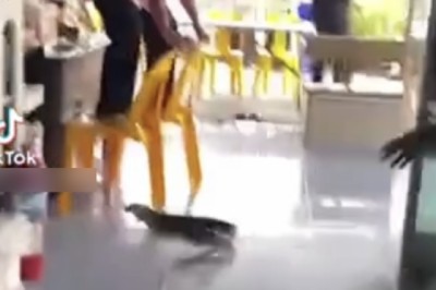 กู้ภัยร้องเสียงหลง ขอความช่วยเหลือ! ตัวเงินตัวทองหลุด ปกติใจกล้าแต่วันนี้ตกใจ