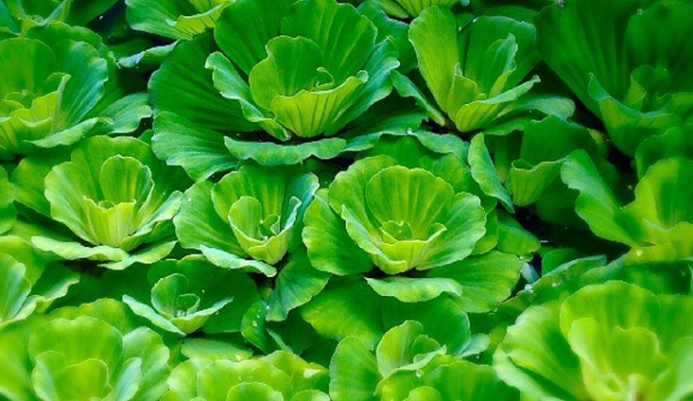 จอก สรรพคุณและประโยชน์