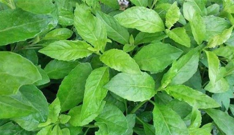 จักรนารายณ์ สรรพคุณและประโยชน์