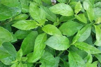 จักรนารายณ์ สรรพคุณและประโยชน์