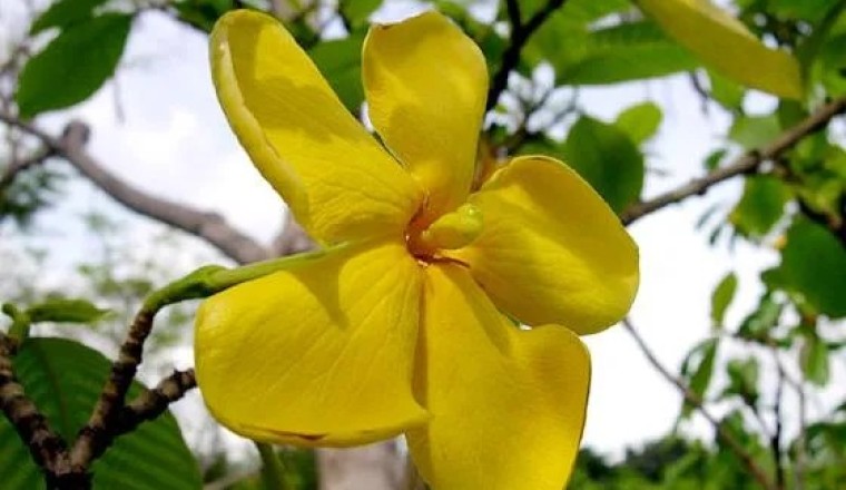 คำมอกหลวง สรรพคุณและประโยชน์