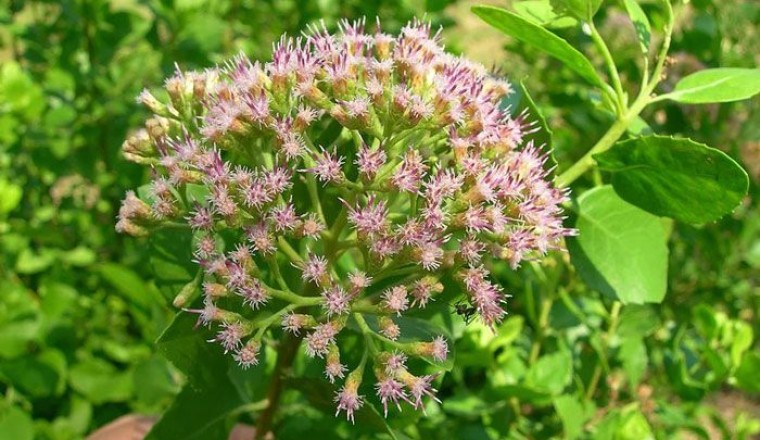 ขลู่ สรรพคุณและประโยชน์