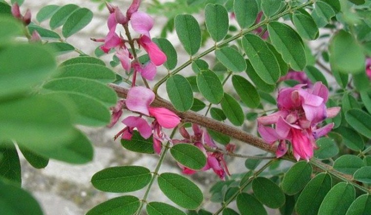 คราม สรรพคุณและประโยชน์