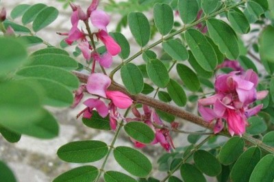 คราม สรรพคุณและประโยชน์