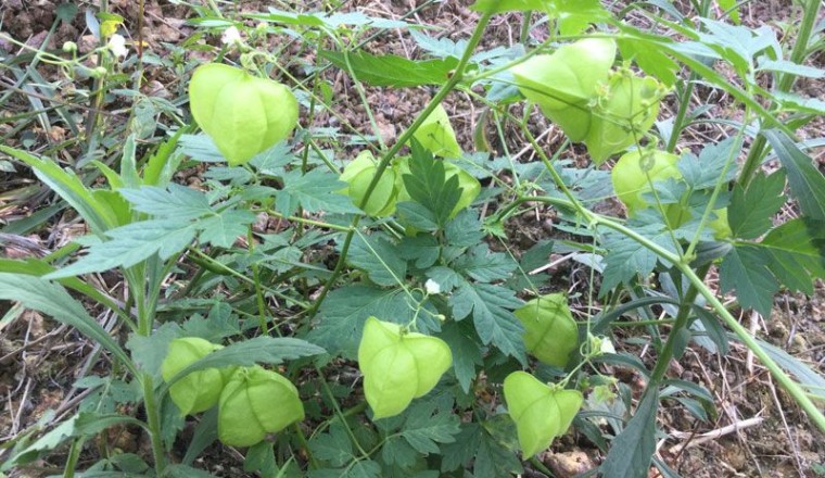 โคกกระออม สรรพคุณและประโยชน์