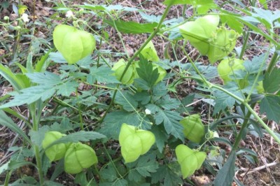 โคกกระออม สรรพคุณและประโยชน์