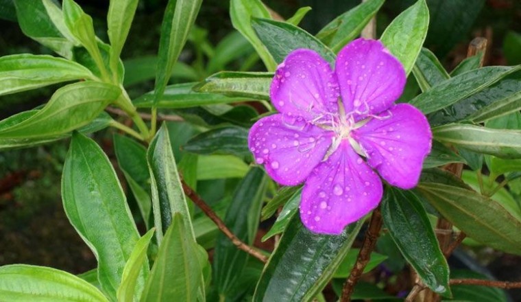 โคลงเคลง สรรพคุณและประโยชน์