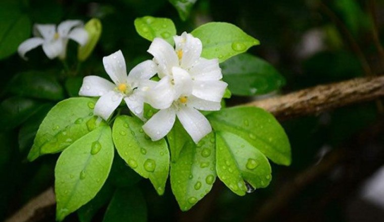 ต้นแก้ว (ดอกแก้ว) สรรพคุณและประโยชน์