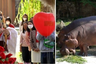 สวนสัตว์เชียงใหม่ จัดกิจกรรมวาเลนไทน์ “40 ปี คู่รักฮิปโปโปเตมัส”