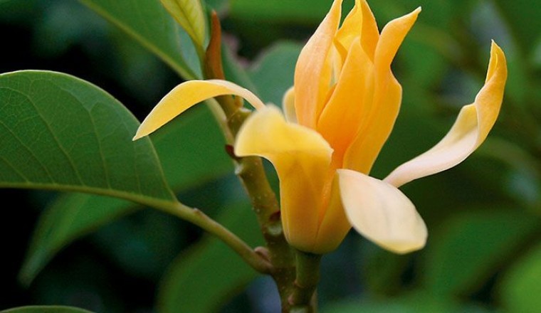 จำปี สรรพคุณและประโยชน์