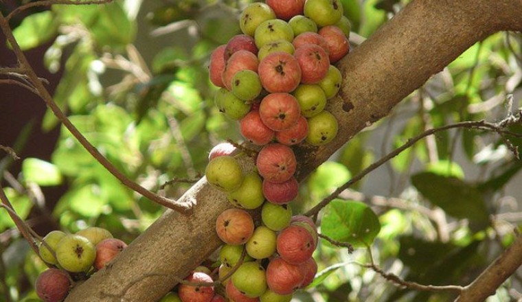 มะเดื่อชุมพร สรรพคุณและประโยชน์