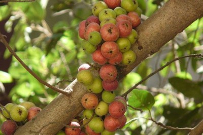 มะเดื่อชุมพร สรรพคุณและประโยชน์