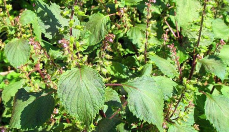 งาขี้ม้อน สรรพคุณและประโยชน์