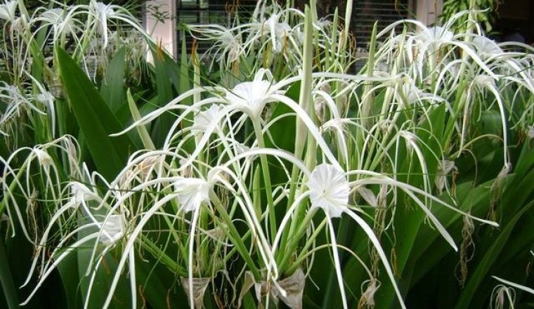 พลับพลึง สรรพคุณและประโยชน์