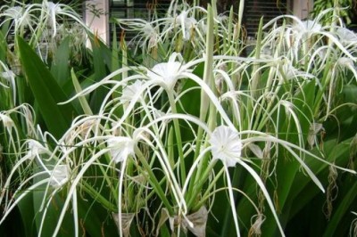 พลับพลึง สรรพคุณและประโยชน์