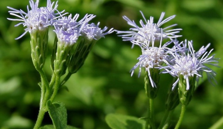 สาบเสือ สรรพคุณและประโยชน์