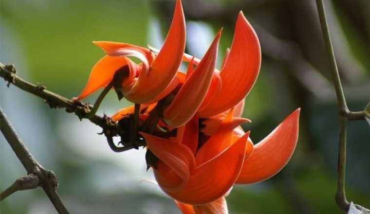 ทองกวาว สรรพคุณและประโยชน์