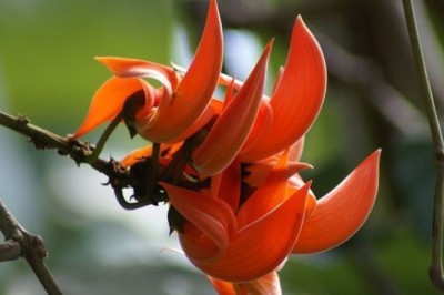 ทองกวาว สรรพคุณและประโยชน์