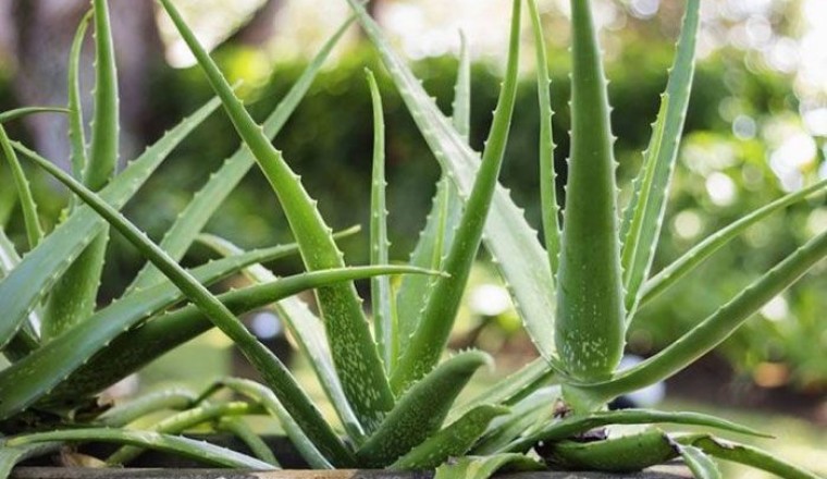 ว่านหางจระเข้ สรรพคุณและประโยชน์