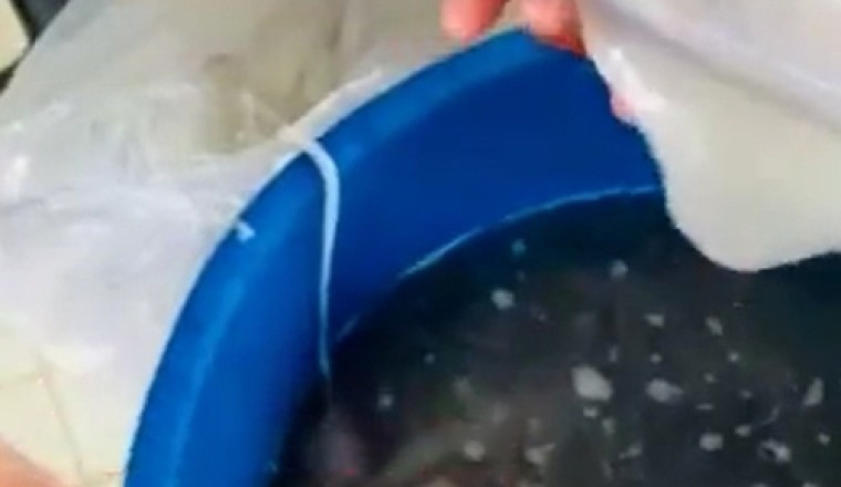 ระวัง! เมนูหมึกช็อต ที่ใครหลายคนนิยมรับประทาน ถ้าได้เห็นคลิปนี้ระวังมีอ้วก