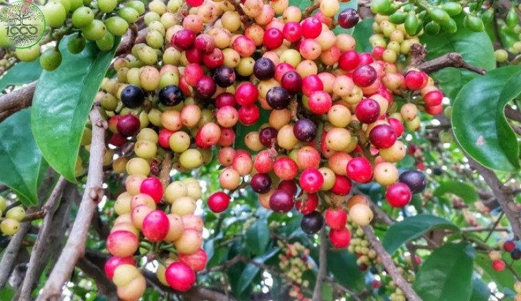 มะเม่า สรรพคุณและประโยชน์