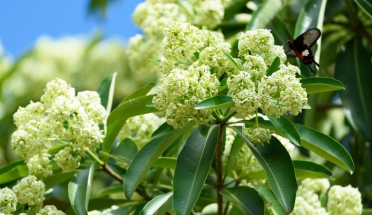 พญาสัตบรรณ (ต้นตีนเป็ด) สรรพคุณและประโยชน์