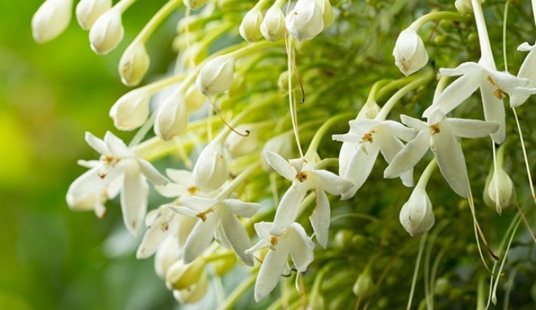 ปีบ สรรพคุณและประโยชน์