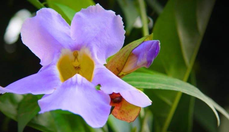 รางจืด สรรพคุณและประโยชน์