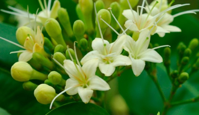 กันเกรา สรรพคุณและประโยชน์