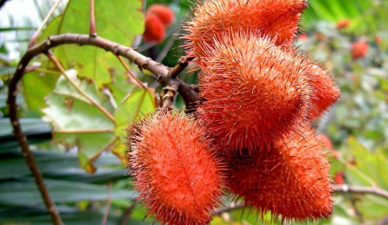 คำไทย สรรพคุณและประโยชน์