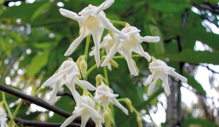 พะยอม สรรพคุณและประโยชน์