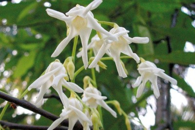 พะยอม สรรพคุณและประโยชน์