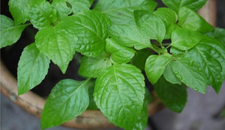 ยี่หร่า สรรพคุณและประโยชน์