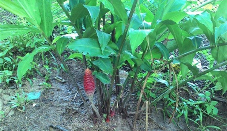 ไพล ว่านไพล สรรพคุณและประโยชน์